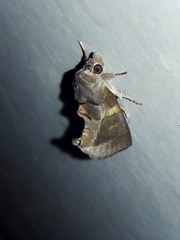 Gonodonta