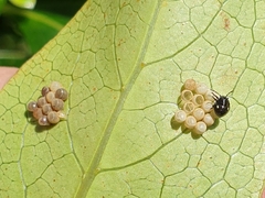 Glaucias amyoti