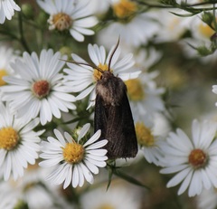 Agrotis