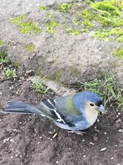 Fringilla coelebs maderensis