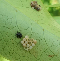 Glaucias amyoti
