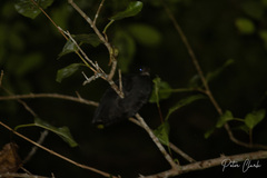 Megapodius freycinet