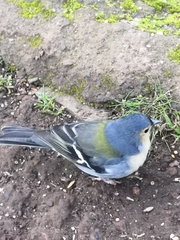 Fringilla coelebs maderensis