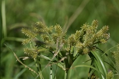 Cyperus meyenianus