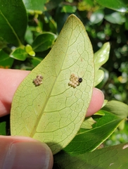 Glaucias amyoti