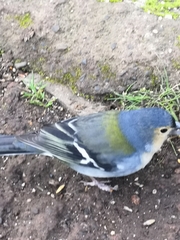 Fringilla coelebs maderensis