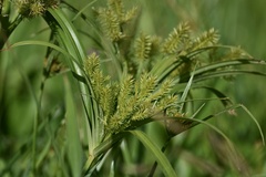 Cyperus meyenianus
