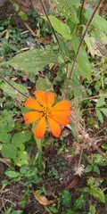 Tithonia rotundifolia