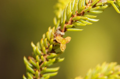 Arceuthobium pusillum