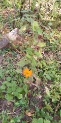 Tithonia rotundifolia