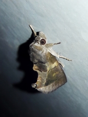Gonodonta