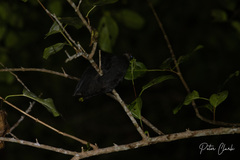 Megapodius freycinet