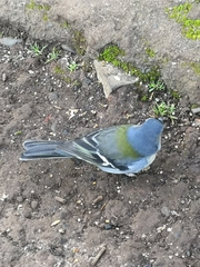 Fringilla coelebs maderensis