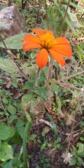 Tithonia rotundifolia