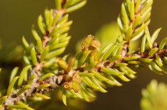 Arceuthobium pusillum