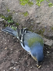 Fringilla coelebs maderensis