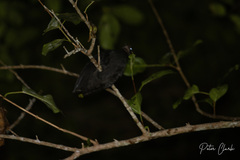 Megapodius freycinet