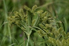 Cyperus meyenianus