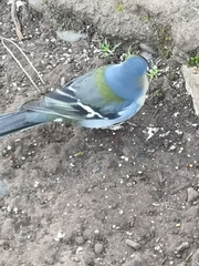 Fringilla coelebs maderensis