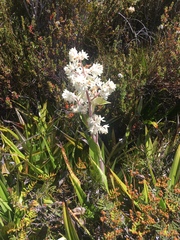 Milligania densiflora