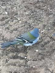 Fringilla coelebs maderensis