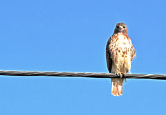 Buteo jamaicensis