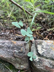 Oxalis obliquifolia