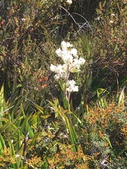 Milligania densiflora