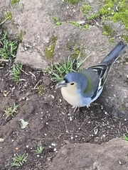 Fringilla coelebs maderensis
