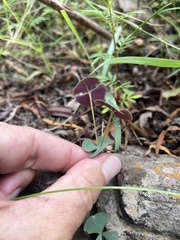 Oxalis obliquifolia