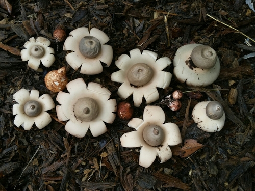 Geastrum morganii (Photo 3 of 4)