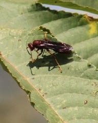 Polistes canadensis