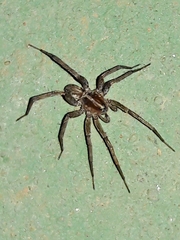 Xeropigo