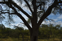 Prosopis nigra