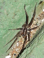 Xeropigo