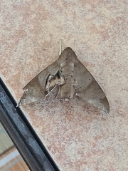 Pachylioides resumens