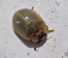 Adalia decempunctata