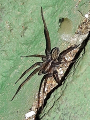 Xeropigo