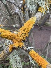 Xanthoria