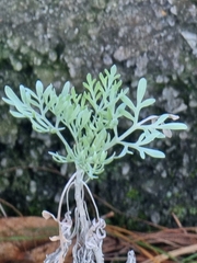 Artemisia argentea