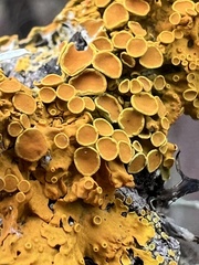 Xanthoria