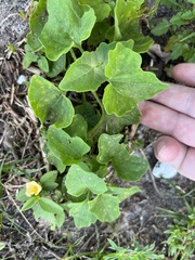 Mikania cordifolia