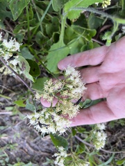 Mikania cordifolia