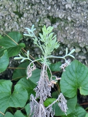Artemisia argentea