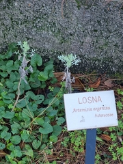 Artemisia argentea