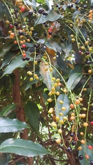 Prunus lusitanica