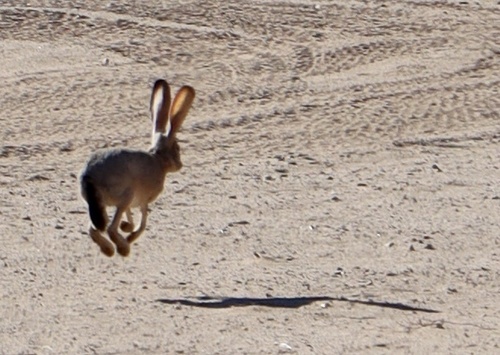 Black-tailed Jackrabbit photographed in Arizona