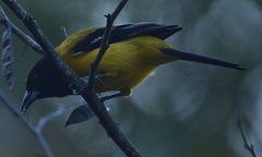 Icterus graduacauda