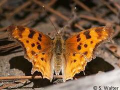 Polygonia satyrus