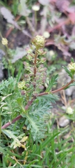 Lepidium bipinnatifidum